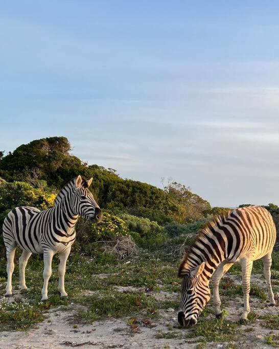Ocean Retreat, Romansbaai Gansbaai Dış mekan fotoğraf
